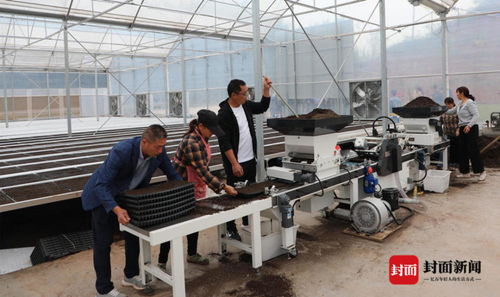 工廠化育苗 創(chuàng)新種植模式 四川宜賓長寧用科技助力糧食生產(chǎn)高質(zhì)量發(fā)展